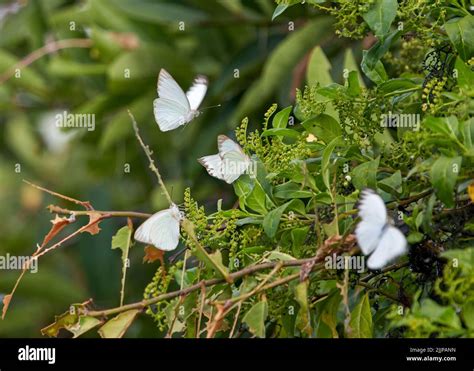 pictures of white butterflies|little white butterflies in yard.